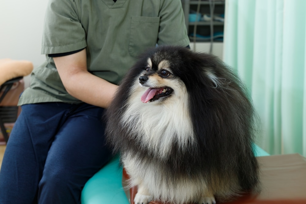 Dog receiving a gentle neck examination to help identify enlarged lymph nodes during a routine at-home health check.