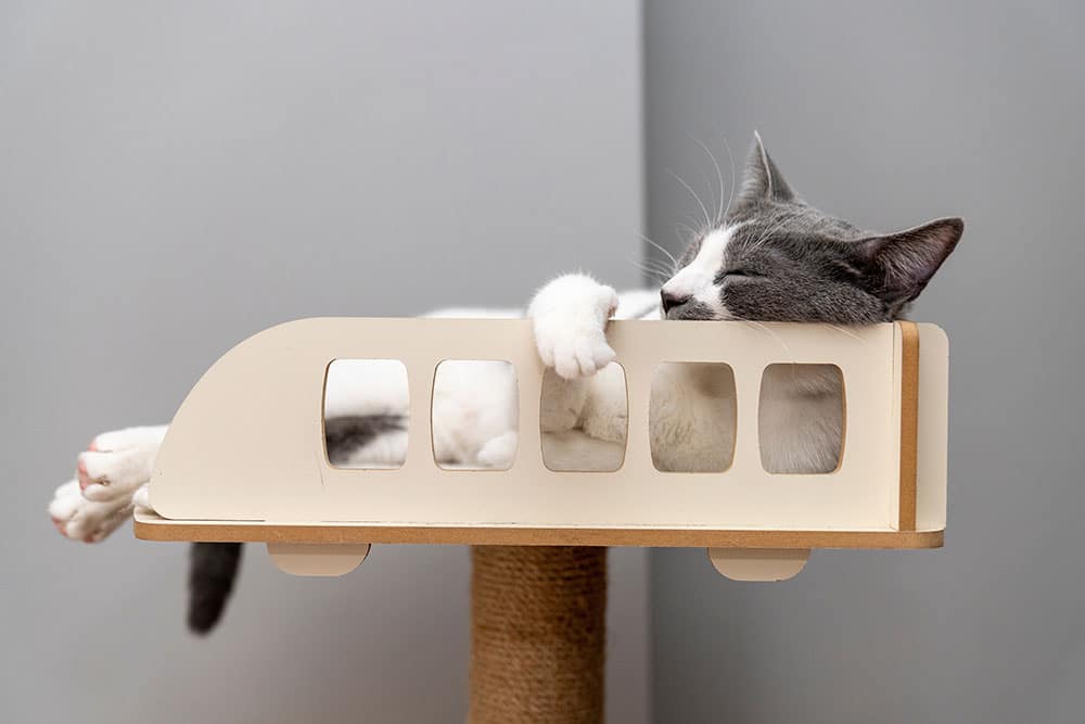 A eye-level shot of a grey and white cat sleeping comfortably inside an wooden cat bed shaped like an airplane mounted on top of a scratching post, resting its head and paw over the side edge.