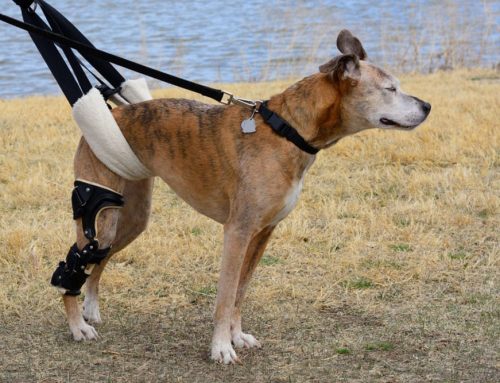 Does Every Torn ACL in Dogs Need Surgery?