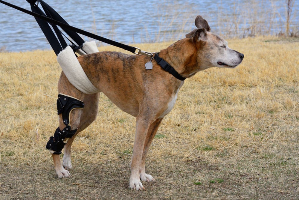 A brindle dog wearing a supportive hind-leg mobility harness and a black orthopedic knee brace on its right back leg standing outside near a body of water.