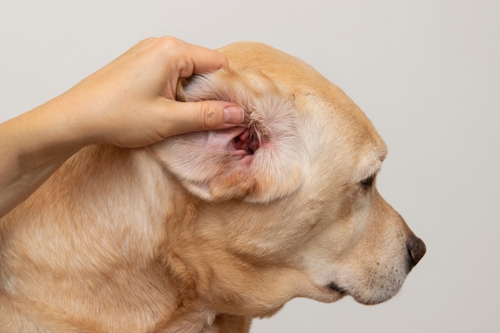 A person gently lifts and examines the ear of a light-colored dog, likely checking for signs of irritation, infection, or cleanliness.