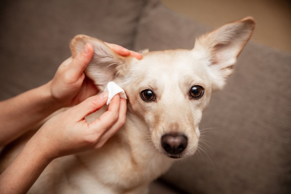 Dog receiving professional ear cleaning from a veterinarian, highlighting preventive care, ear infection prevention, and routine pet wellness services.