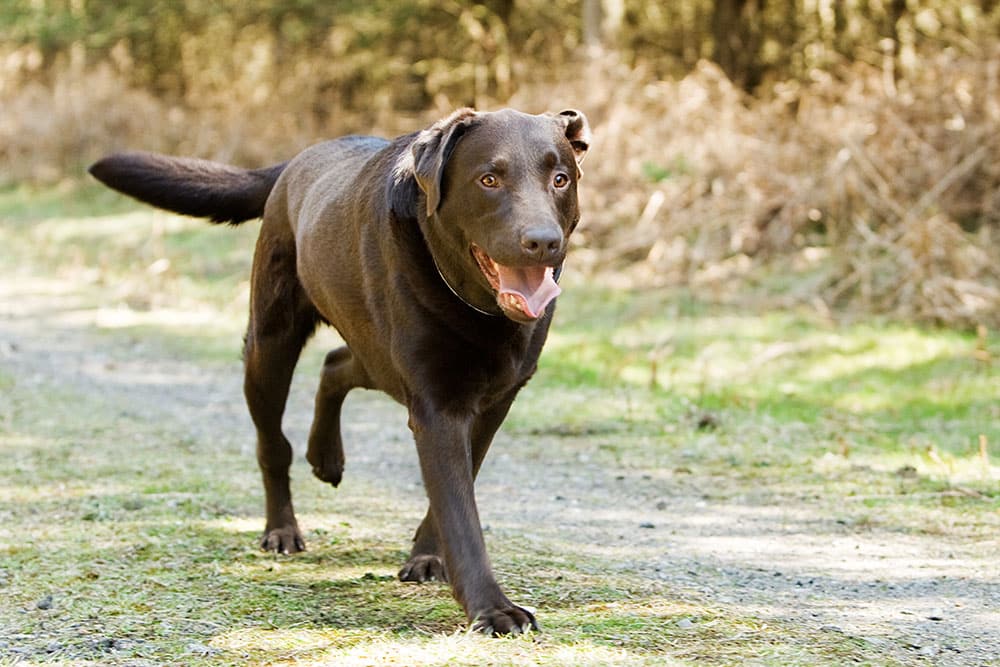 A brown dog walking on a forest path while lifting one front paw, showing a limp that may indicate a common musculoskeletal issue in pets.