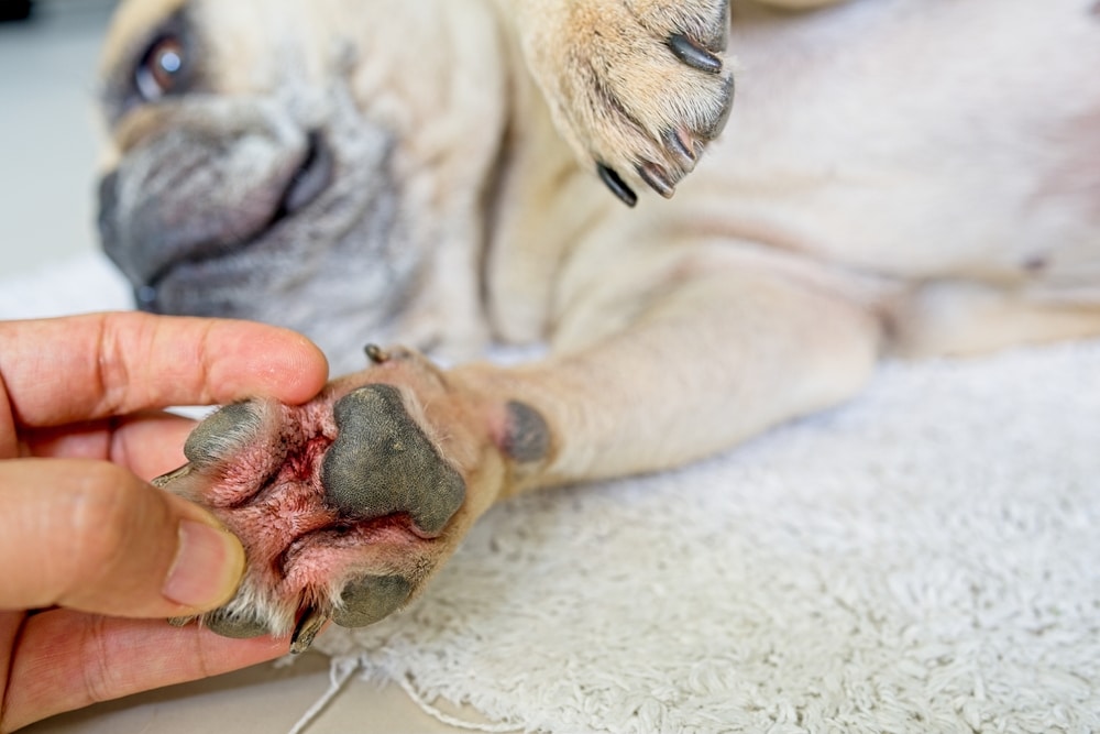 Veterinarian examining a dog's skin for signs of allergies, irritation, or other dermatological conditions during a veterinary checkup.