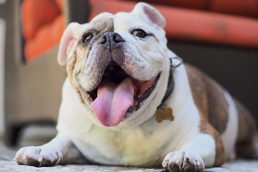 A low-angle close-up shot of a white and brindle English Bulldog lying down on a stone patio, looking directly forward with its mouth wide open and tongue sticking out as it pants happily.