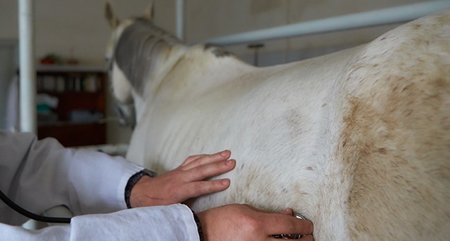 Equine veterinary specialist examining a horse for preventive care