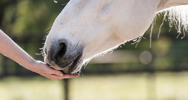Veterinarian performing an equine health exam on a horse in Soda Springs, ID