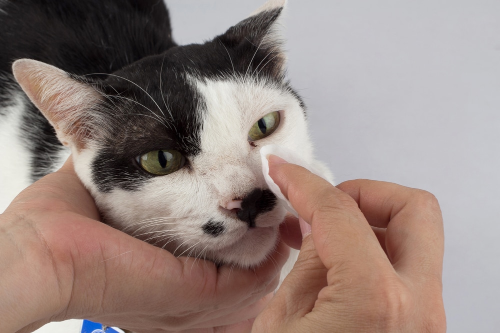 Cat showing excessive eye tearing that may indicate an underlying eye condition.