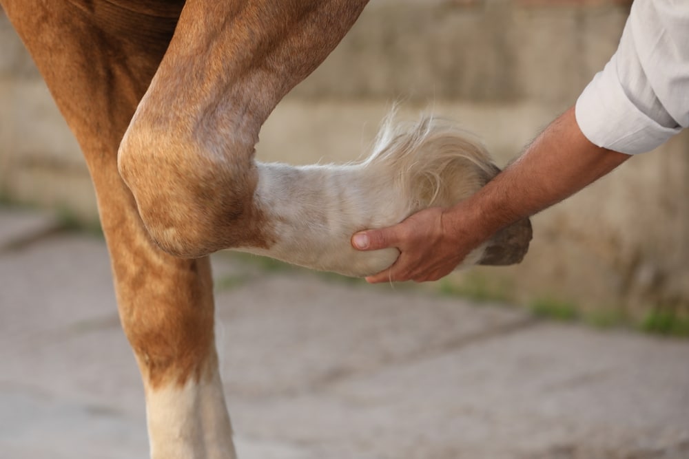 Close-up of a man examining a horse’s leg outdoors to check for injury, swelling, or mobility issues.