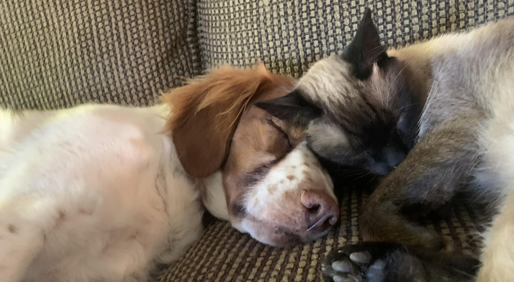 Soda Springs Animal Clinic values section showcasing compassionate veterinary services
