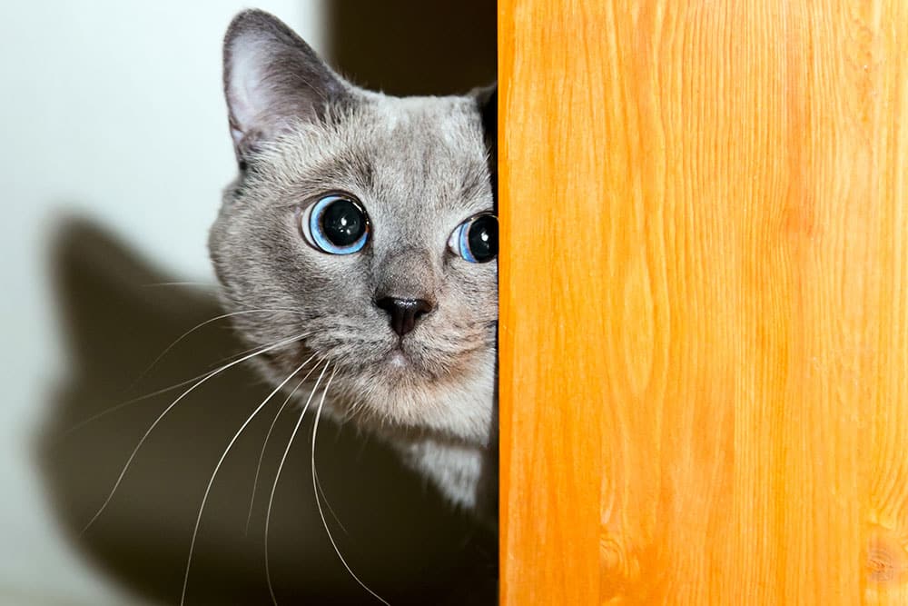 A light-grey Siamese-mix cat with wide, bright blue eyes and long white whiskers peeks out from behind a wooden door frame.