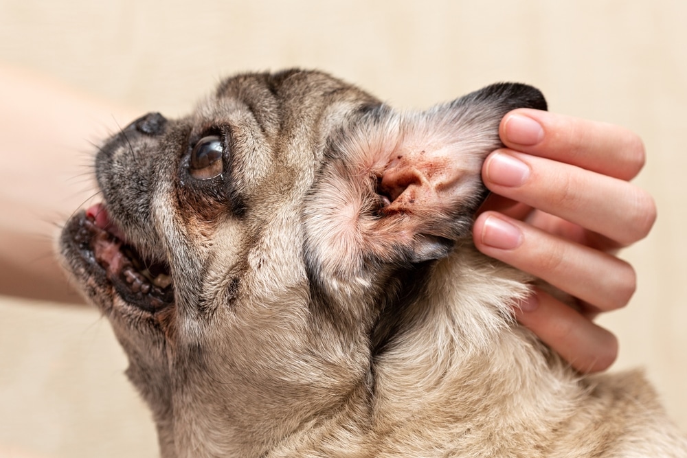 A person gently lifts the ear of a small pug dog, revealing the inner ear while checking for signs of irritation, wax buildup, or possible infection.