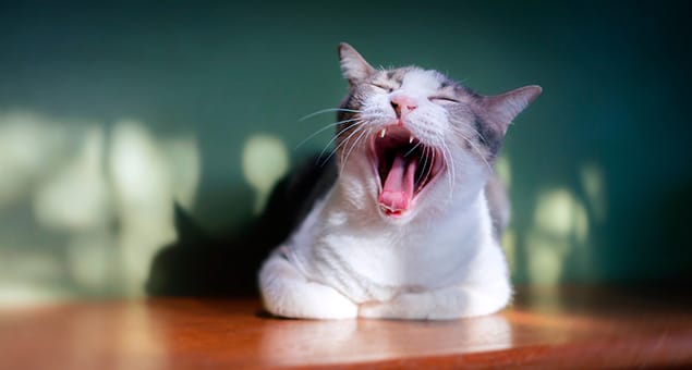 Small animal dental care exam performed on a pet at Soda Springs Animal Clinic