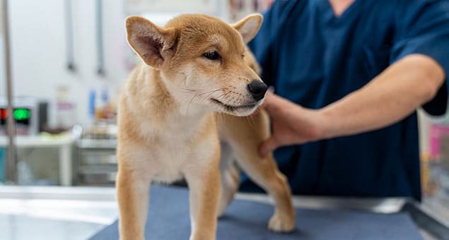 Veterinary team reviewing small animal diagnostic test results at Soda Springs Animal Clinic