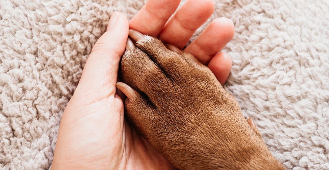 Pet owner and veterinarian sharing a calm moment during small animal end-of-life care