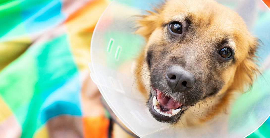Veterinary professional monitoring a small animal patient during post-surgical recovery