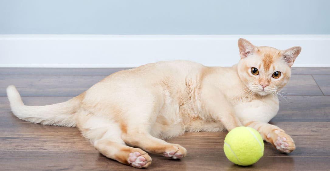 Veterinarian providing small animal wellness care exam at Soda Springs Animal Clinic