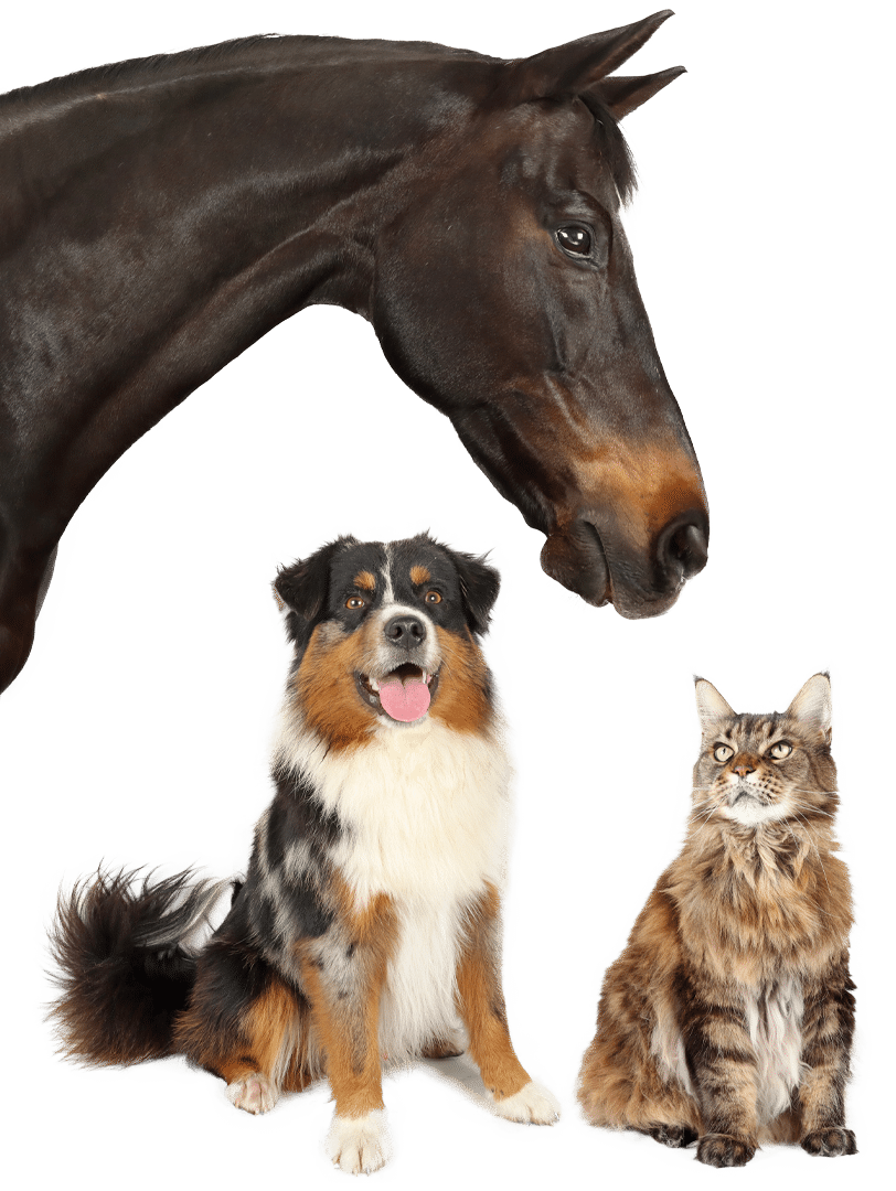Happy pet owner sharing testimonial about veterinary care at Soda Springs Animal Clinic