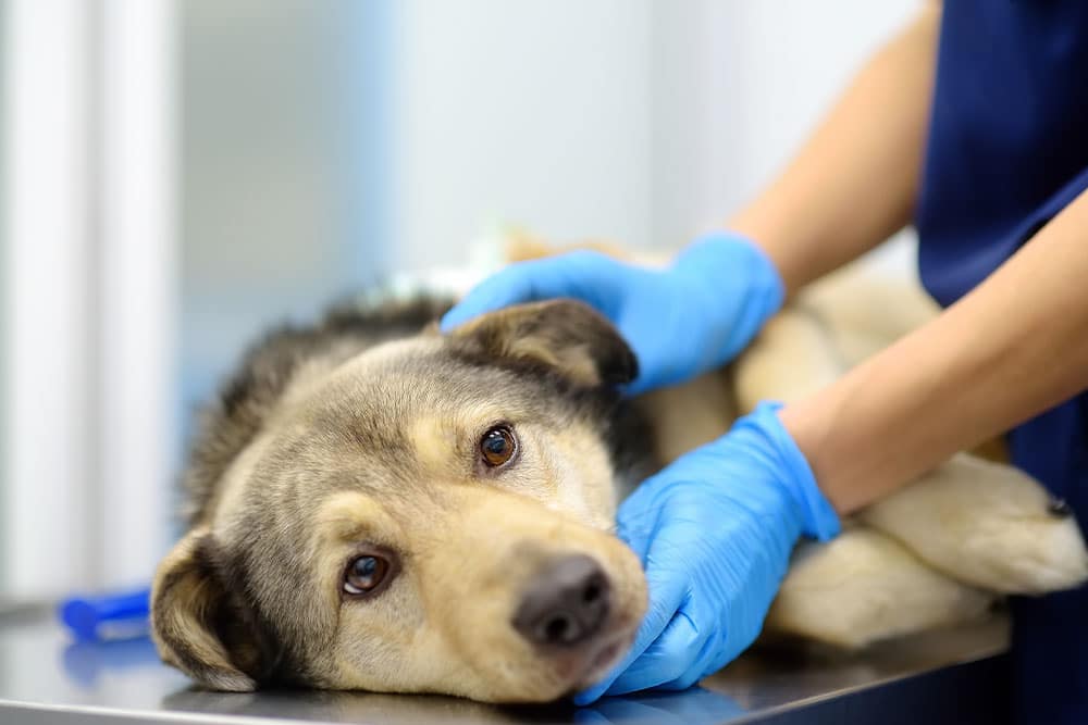 Veterinarian examining a shepherd dog during a routine wellness exam to evaluate overall health and detect potential medical concerns.