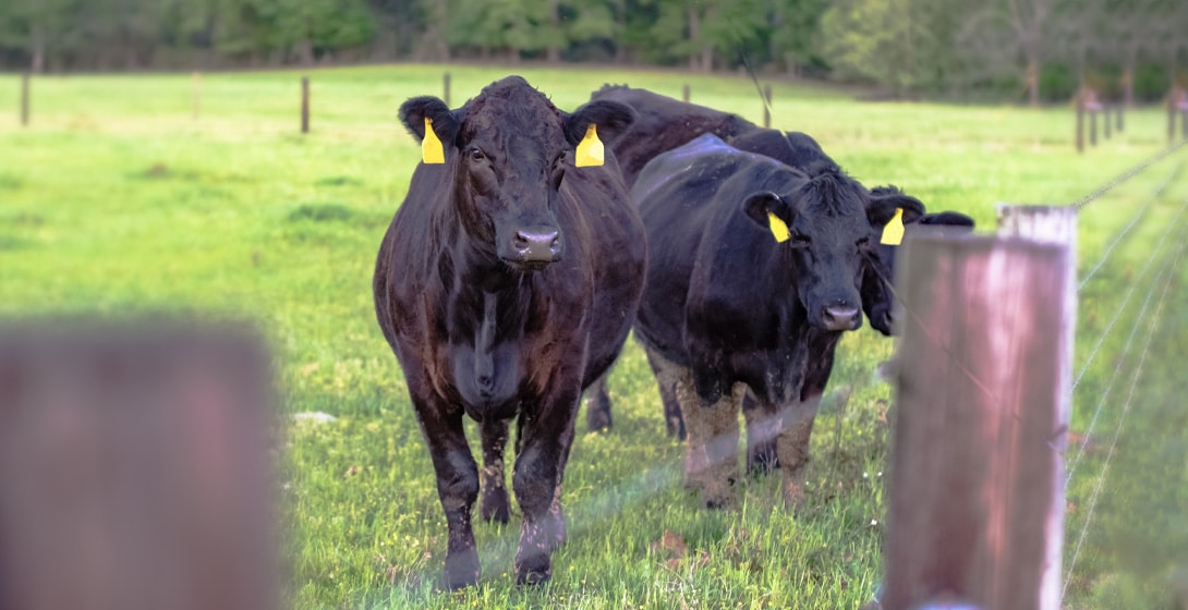 Herd of cattle receiving bovine veterinary care and management services