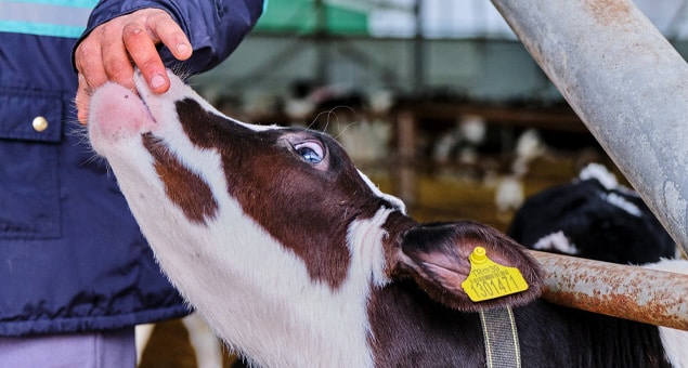 Bovine veterinary care services for cattle and livestock at Soda Springs Animal Clinic