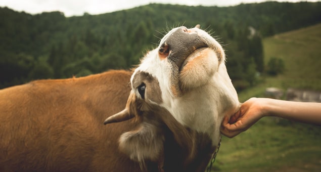 Cattle receiving veterinary examination and bovine care at Soda Springs Animal Clinic