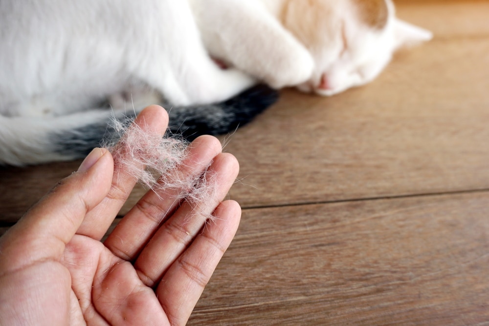 Cat experiencing hair shedding, highlighting feline grooming habits, coat care, seasonal shedding, and potential signs of skin or health issues.