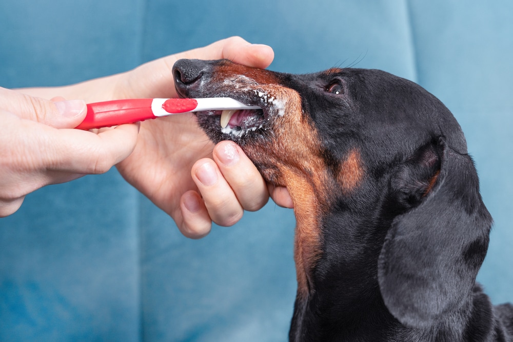 Veterinarian performing a professional dental cleaning to support a pet's oral health.