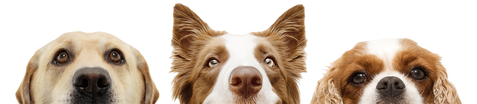 Payment options available for veterinary services at Soda Springs Animal Clinic