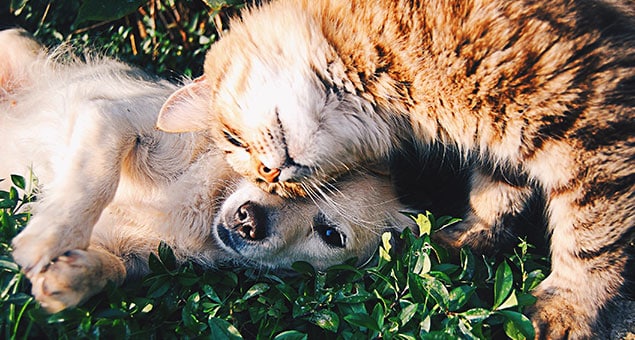 Pet wellness plan care provided by veterinary team at Soda Springs Animal Clinic